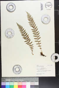 Woodsia manchuriensis image