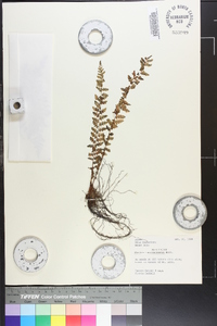 Woodsia manchuriensis image