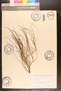 Equisetum bogotense image