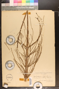 Equisetum giganteum image