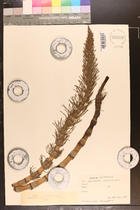 Equisetum telmateia subsp. braunii image