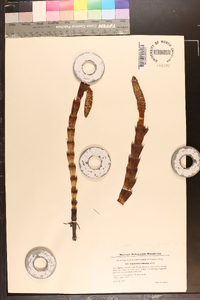 Equisetum telmateia image