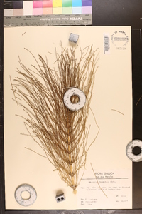 Equisetum telmateia image