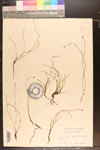 Equisetum scirpoides image