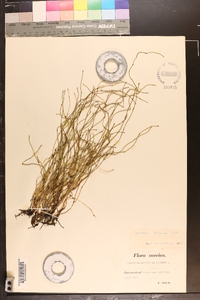 Equisetum scirpoides image