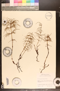 Equisetum sylvaticum image