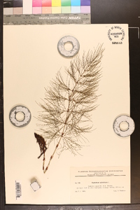 Equisetum sylvaticum image