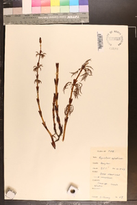 Equisetum sylvaticum image