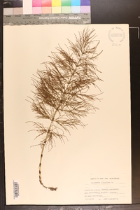 Equisetum sylvaticum image