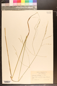 Eragrostis capillaris image