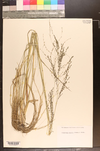 Eragrostis nutans image