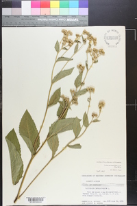 Parthenium integrifolium image