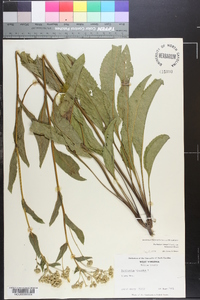 Parthenium integrifolium image