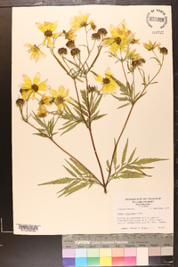 Bidens polylepis image