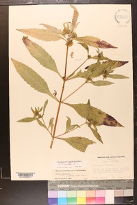 Bidens tripartita image