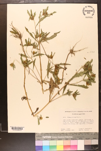 Bidens tripartita image