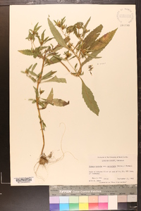 Bidens tripartita image