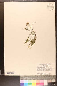 Bidens tripartita image