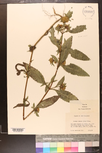 Bidens tripartita image