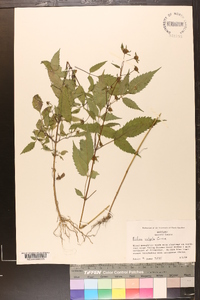 Bidens vulgata image