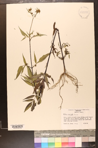 Bidens vulgata image