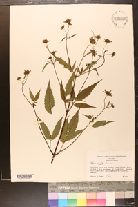 Bidens vulgata image