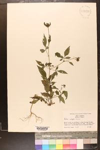 Bidens vulgata image