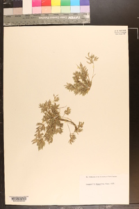 Eragrostis hypnoides image