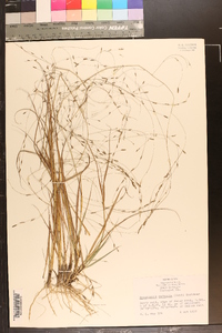 Eragrostis refracta image