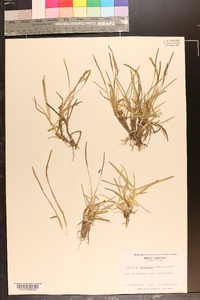 Eremochloa ophiuroides image