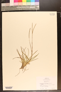 Eremochloa ophiuroides image