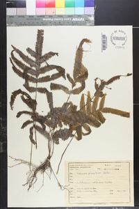 Trichomanes pinnatum image