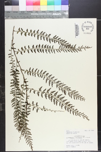 Vandenboschia auriculata image