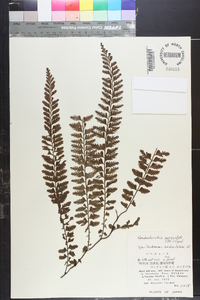 Vandenboschia auriculata image