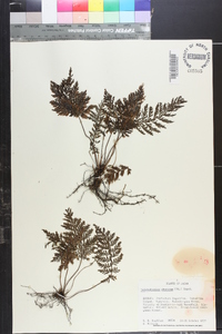 Abrodictyum obscurum image