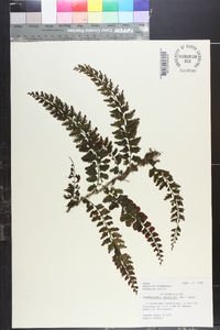 Vandenboschia auriculata image