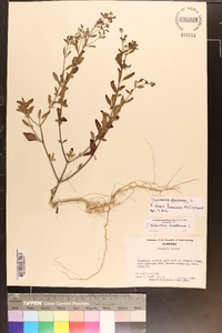 Trichostema dichotomum image