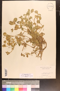 Bacopa rotundifolia image