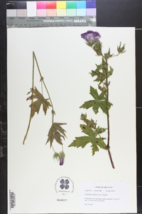 Callirhoe papaver var. bushii image