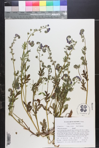 Phacelia gilioides image