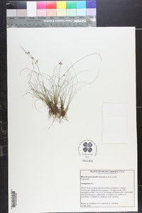 Rhynchospora pusilla image