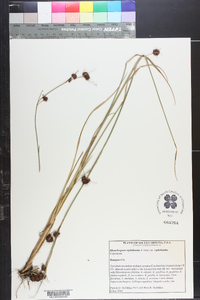 Rhynchospora cephalantha var. cephalantha image