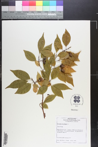 Stewartia monadelpha image