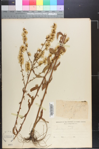 Solidago erecta image