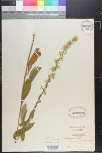 Solidago erecta image