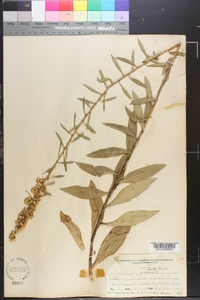 Solidago erecta image