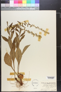 Solidago erecta image