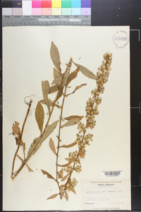 Solidago erecta image