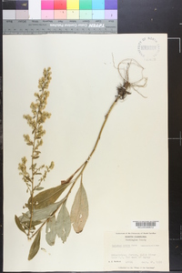 Solidago erecta image