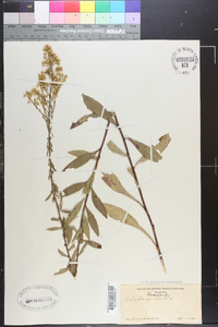 Solidago erecta image